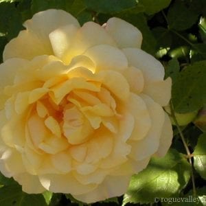 Edith Schurr