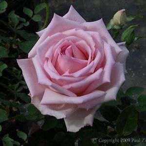 1940 to 1949 - Rogue Valley Roses