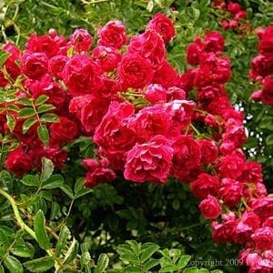 Excelsa