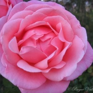 Fragrant Hour