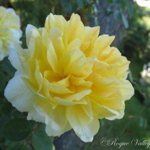 French Perfume