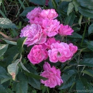 Gartendirektor Otto Linne
