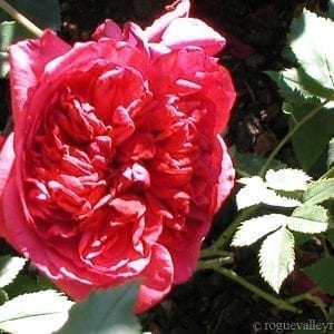 Geranium Red