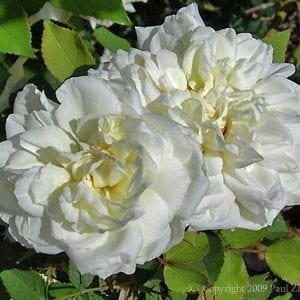 Gloire Lyonnaise