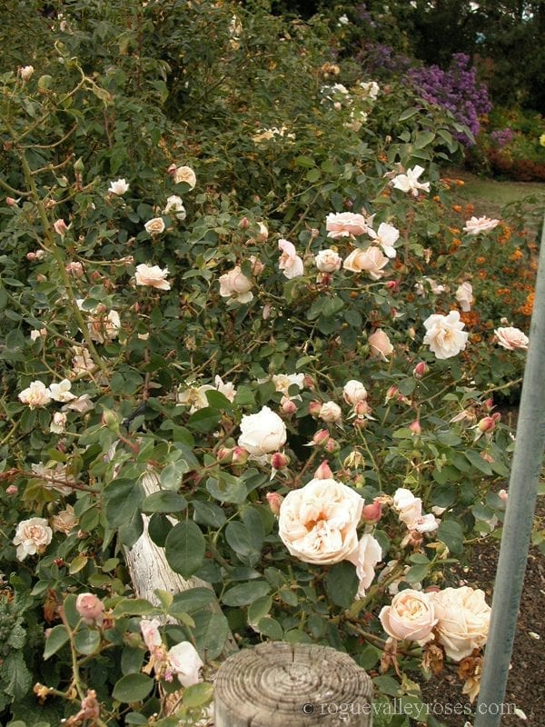 Gilles Sacksick、la gloire des roses、新品額装 Gloire de Dijon - Rogue Valley Roses