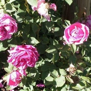 Gloire de Ducher