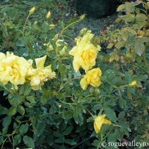 Golden Lace