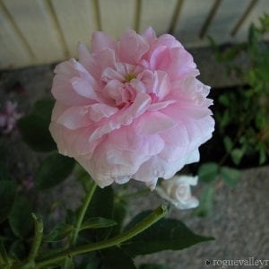 Ispahan