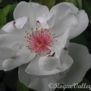 Jacqueline du Pre