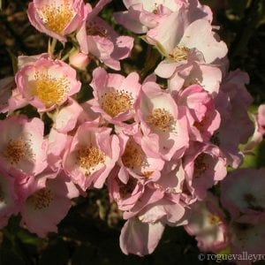 Kew Rambler