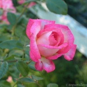 1980 to 1989 4 - Rogue Valley Roses