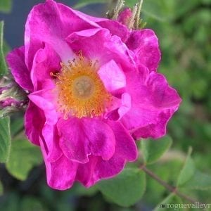La Belle Sultane