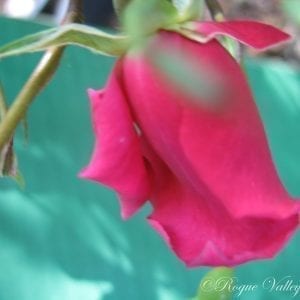 Lady Anne Kidwell