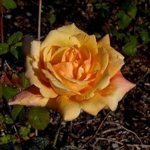 Lady Elgin