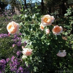 Lady Jane Grey