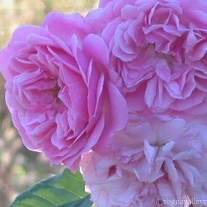 Lavender Lassie