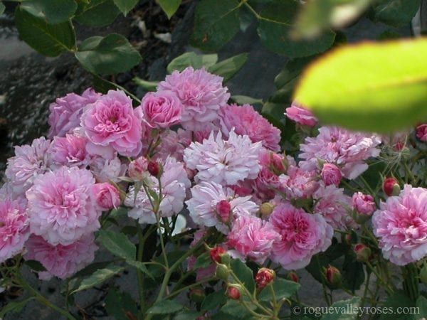Lavender Pink Noisette - Rogue Valley Roses