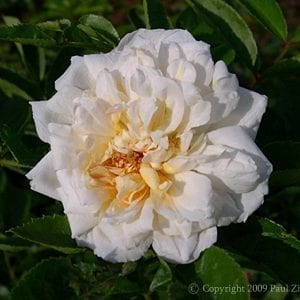 Leontine Gervais