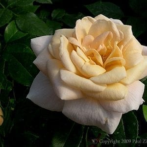 Lions-Rose