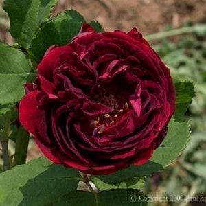 Louis Van Houtte