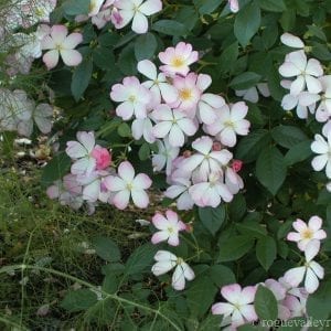 Lyda Rose