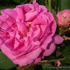 Marie de Bourgogne
