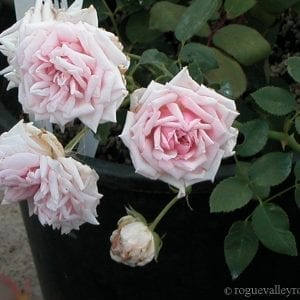 Mabelle Stearns