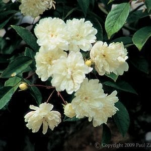 Mannington Cascade