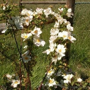 Marguerite Hilling