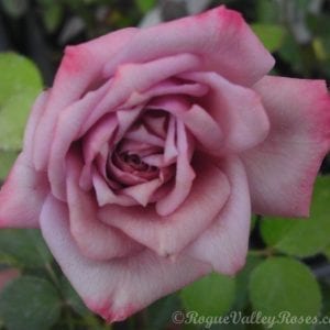 Mary Beth