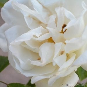 Merveille de Lyon