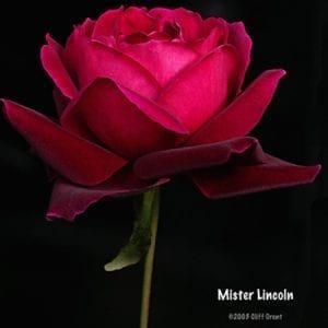 Mister Lincoln