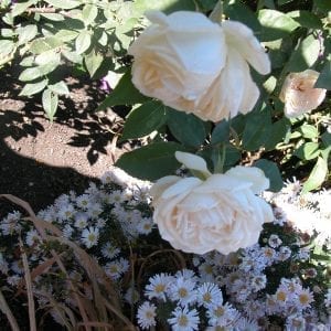 Mlle de Sombreuil