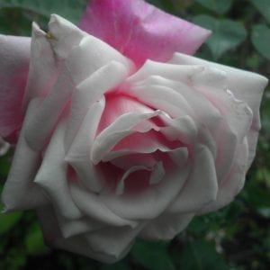 Mme Antoine Mari