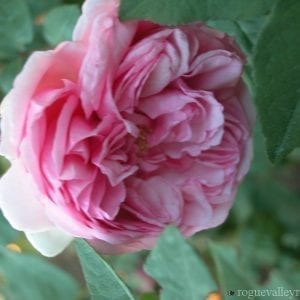 Mme Ernest Calvat