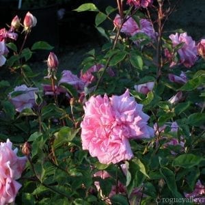 Mme Lombard