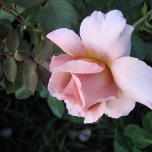 Madame Violet
