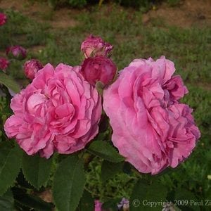 Mme Desire Giraud
