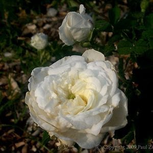 Mme Legras de St. Germain