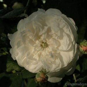Mme Plantier