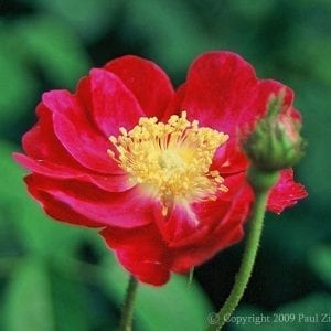 Morden Ruby