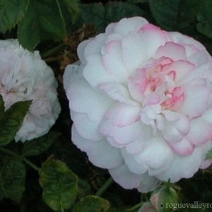 Morning Blush