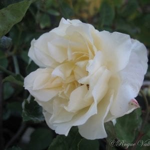 Mrs. Dudley Cross