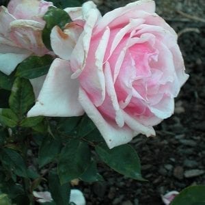 Mrs. Henry Morse