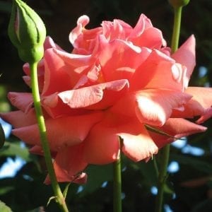 Mrs. Sam McGredy HT
