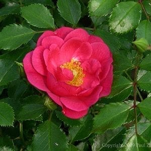 Sweet Vigorosa