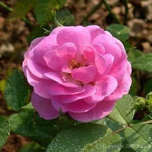 Nymphe Egeria