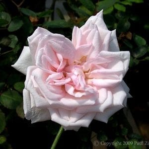 Odee Pink