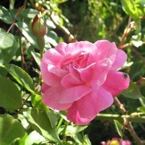 Old Blush, Cl.