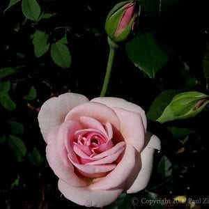 Papillon Rose